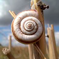 Lucenalin