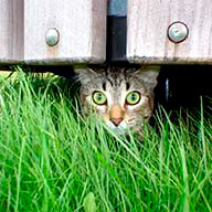 Jouisdert