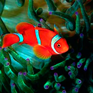 Ylekaetina